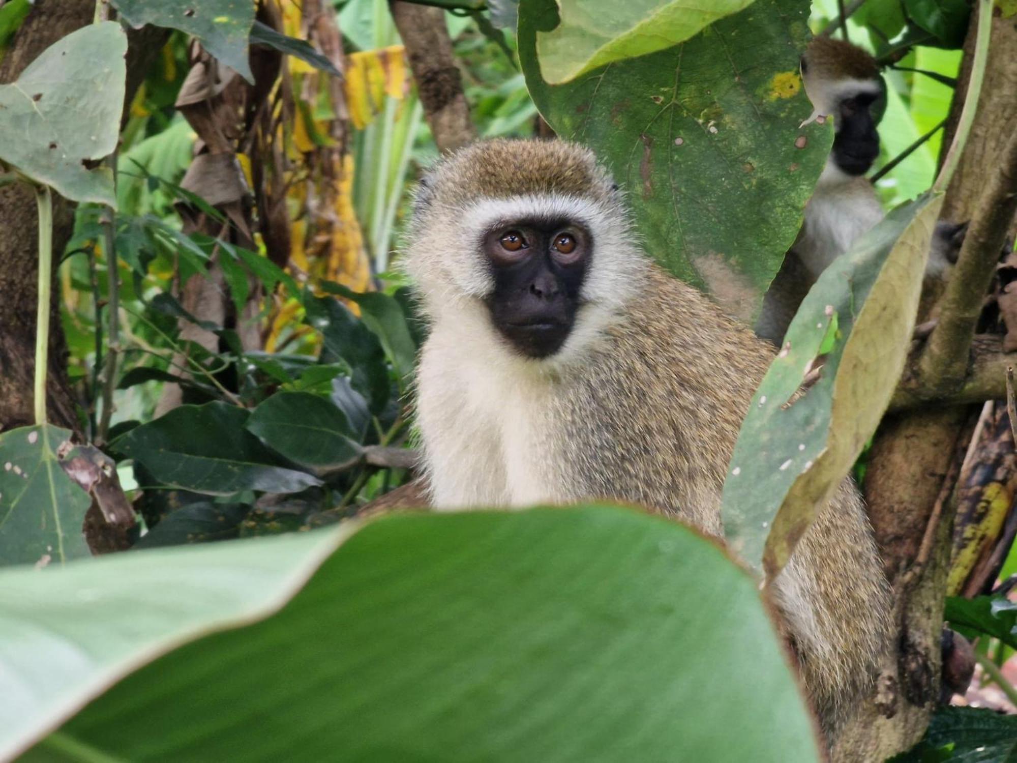 Tanzania Safari Lodge Arusza Zewnętrze zdjęcie